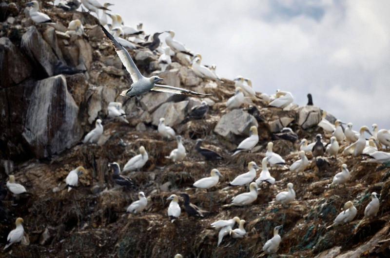 End of Avian Influenza Outbreak in France