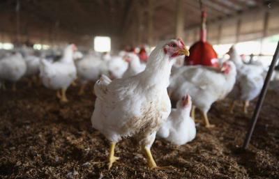 Russia Reports Outbreak of Avian Influenza