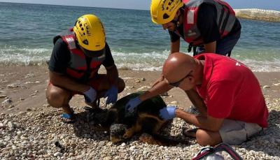 Rescue of Sea Turtle Off Zouk Makayel Beach