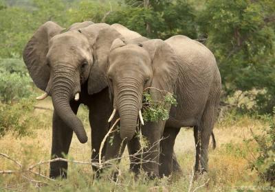 Elephants Invade City in Cameroon