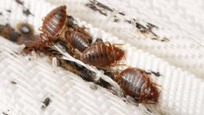 Officially... Bedbugs in Lebanon