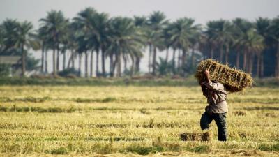 Title: Iraq's Wheat Reserves Sufficient for One Year After Successful Season