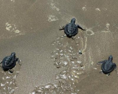 Title: Release of Sea Turtles on Tyre Beach