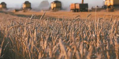 Egypt in Talks to Purchase Russian Wheat