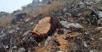 Environmental Massacres in Dhour El Choueir: The Earth Association Appeals to Relevant Authorities!