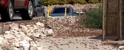 Title: Swarms of "Mormon Crickets" Invade the United States
