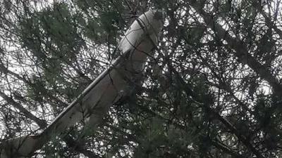 Small Aircraft Stuck Among Trees in Ibl es-Saqi - Photos