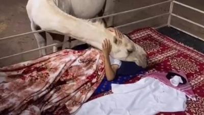 Wonderful Video: A Camel Embracing Its Owner While He Sleeps