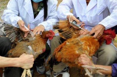 Netherlands Reports First Cases of Bird Flu in Months