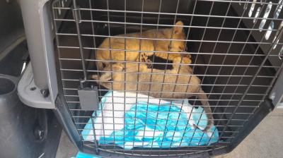 Confiscation of Smuggled Birds and Animals at the Syrian-Lebanese Border