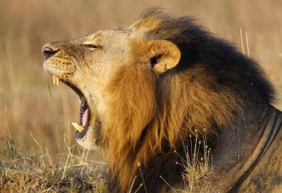 Kenya: Six Lions Killed in Blow to Wildlife Conservation Efforts