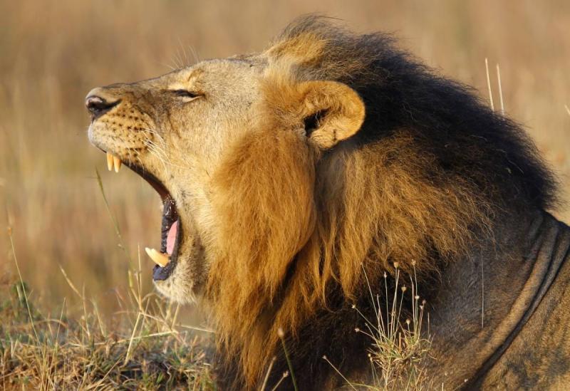 Kenya: Six Lions Killed in Blow to Wildlife Conservation Efforts
