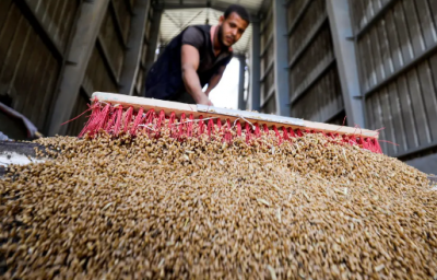 Egypt Expects to Start Purchasing Wheat from Emirati Company Soon