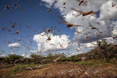 Locusts Invade Agricultural Areas in Southeastern Morocco