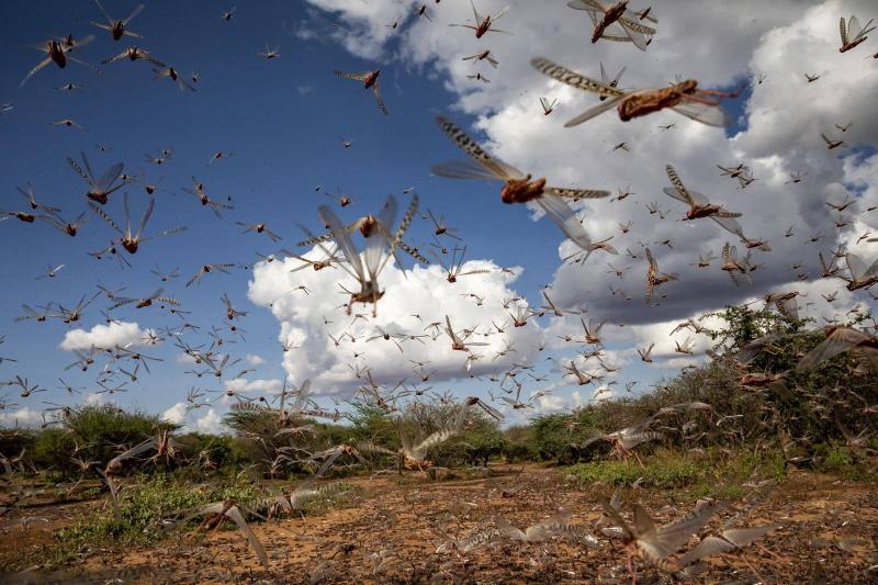 Locusts Invade Agricultural Areas in Southeastern Morocco