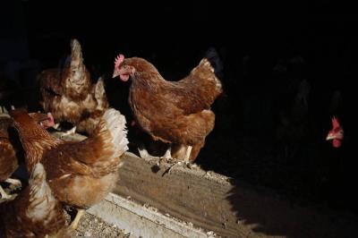 Temporary Customs Exemption in Egypt Benefits Brazilian Chicken