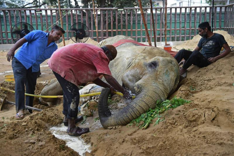 Death of a Female Elephant at a Pakistani Zoo