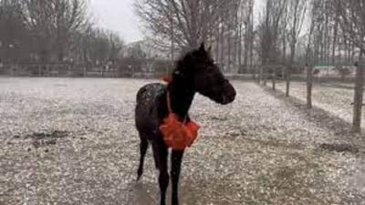 Chinese Scientists Successfully Clone Racehorse