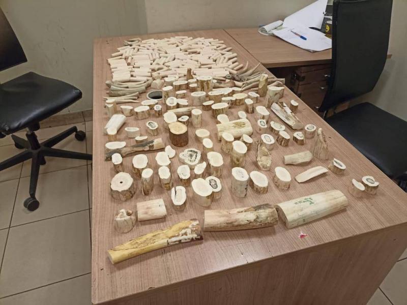 Title: Traveler Arrested with 17 kg of Ivory in Cairo