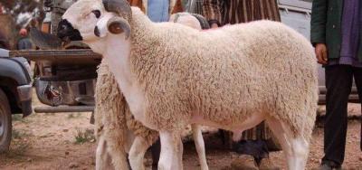 Egypt: Ministry of Awqaf Announces Record Collection in Qurbani Certificates Project