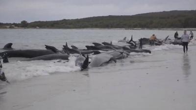 Death of 51 Pilot Whales After Mass Stranding in Australia