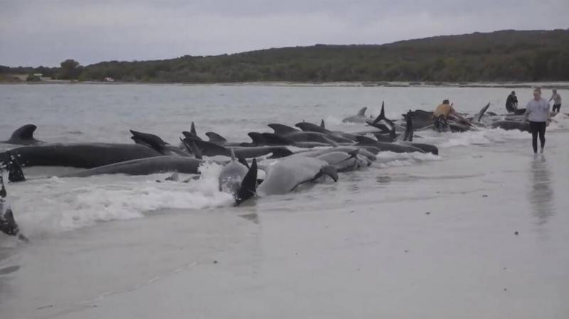 Death of 51 Pilot Whales After Mass Stranding in Australia
