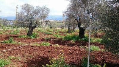 Kfarhazir Environmental Committee: In Koura, There is Only One Green Area and We Warn Against Its Destruction