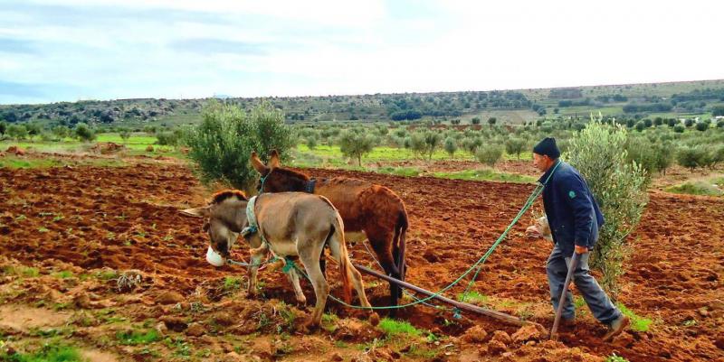 Morocco Faces Worst Drought in Over Four Decades