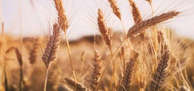 Discussions on the Ukrainian Grain Export Agreement