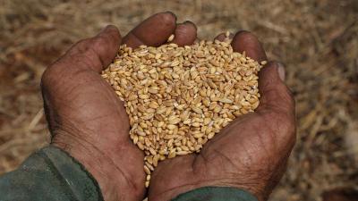 Decrease in Chinese Wheat Production
