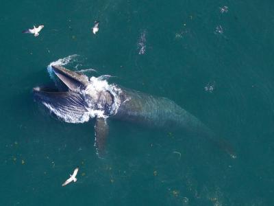 Study Reveals Strategy of Minke Whales in Prey Hunting