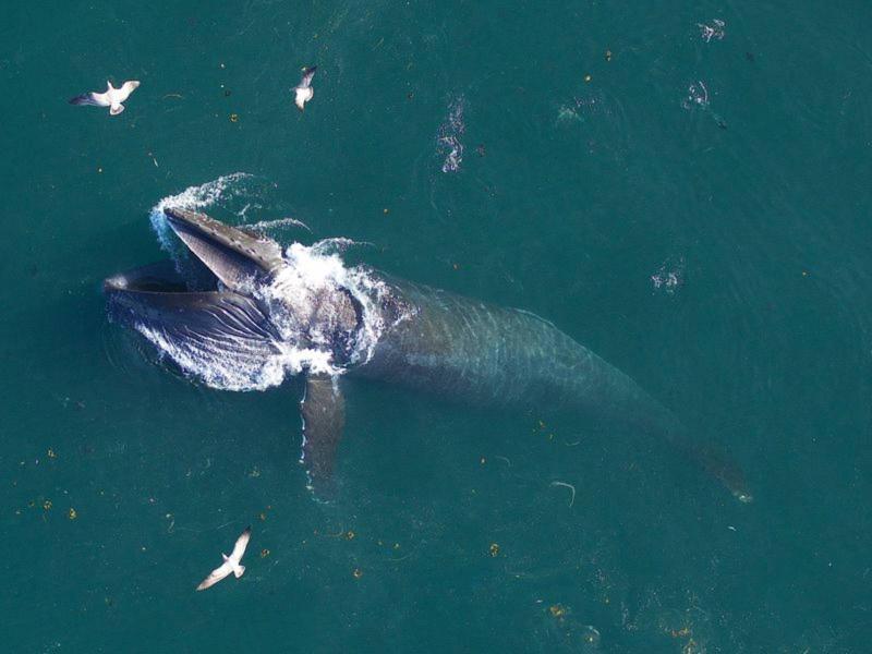 Study Reveals Strategy of Minke Whales in Prey Hunting