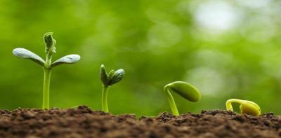 Study: Plant Sounds Similar to Human Speech