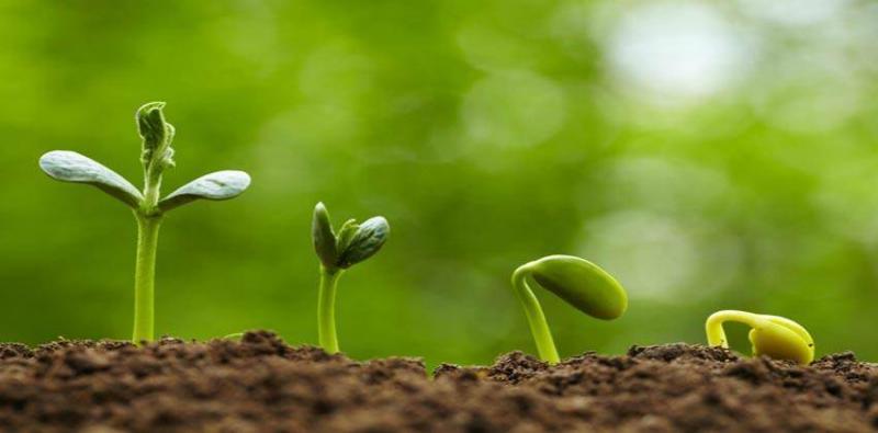 Study: Plant Sounds Similar to Human Speech