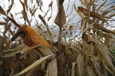 Algeria Purchases Corn Feed from South America