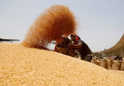 229 Dollars per Ton: Egypt's Lowest Wheat Purchase Price