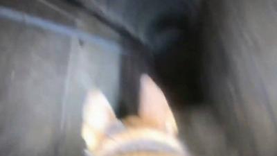 Title: Israeli Dog Uncovers Secrets of a Hamas Tunnel in Gaza (Video)