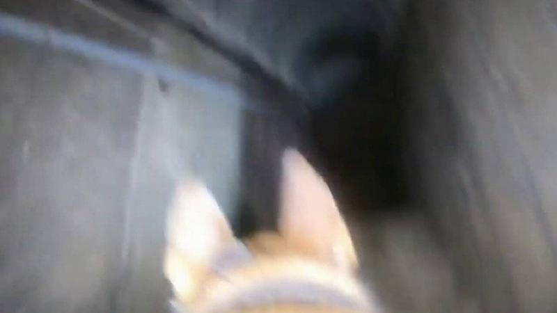 Title: Israeli Dog Uncovers Secrets of a Hamas Tunnel in Gaza (Video)