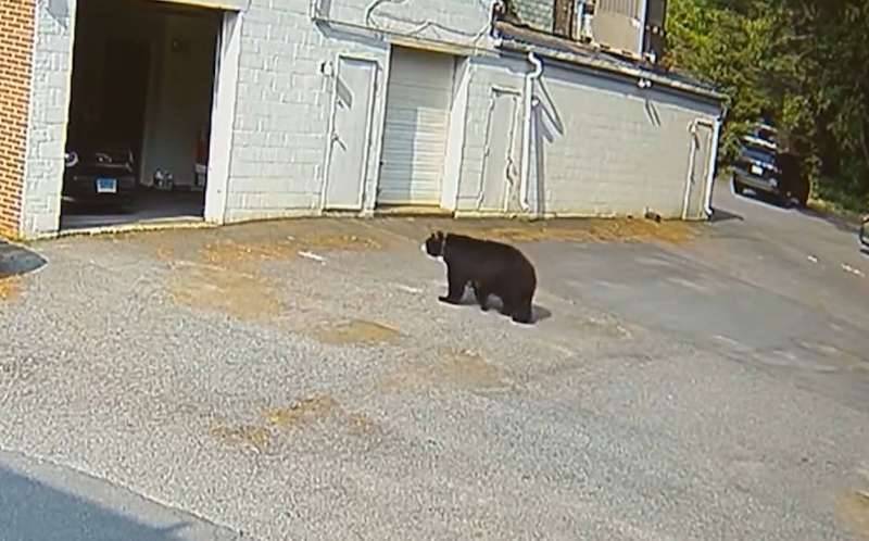 Video: Hungry Bear Breaks into Bakery and Devours 60 Cupcakes