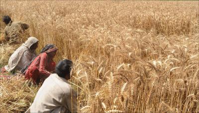 Title: Ukraine Announces Harvest of 11.2 Million Tons of Grain for 2023