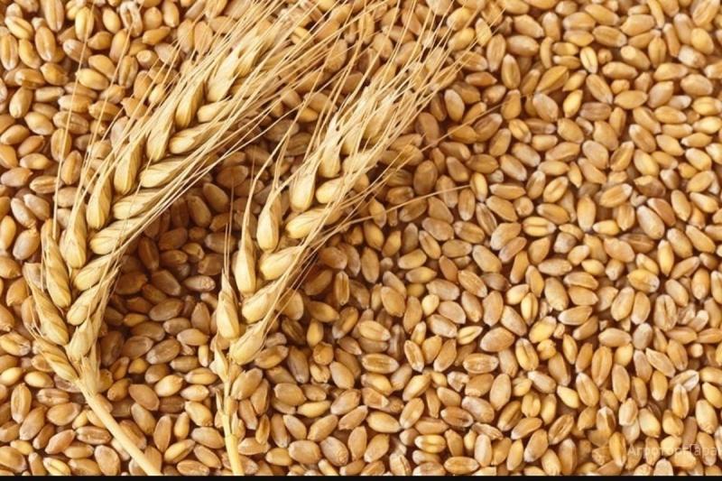 Saudi Arabia Purchases Wheat from Saudi Producers Abroad