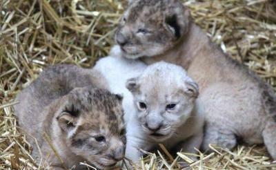 Rare White Lion Cub Born in Nicaragua
