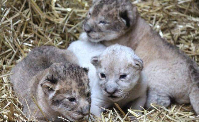 Rare White Lion Cub Born in Nicaragua