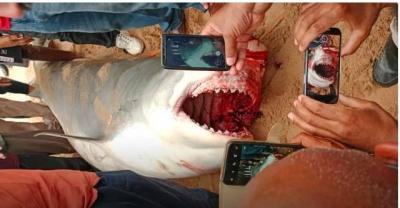Shark Attack in Hurghada: The Shark was in Labor