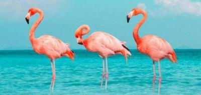Flamingos Leave Spain Due to Ongoing Drought