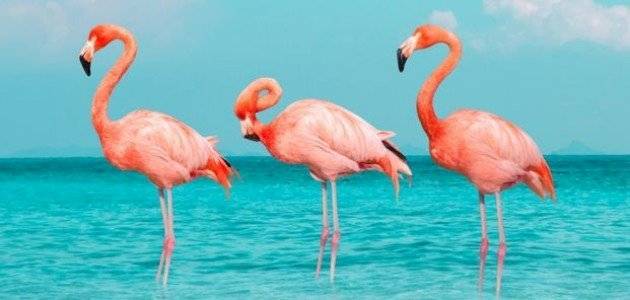 Flamingos Leave Spain Due to Ongoing Drought