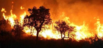 Algeria and Tunisia Struggle to Contain Raging Fires