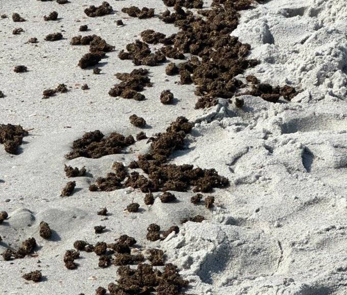 Title: Drugs on Florida Beach