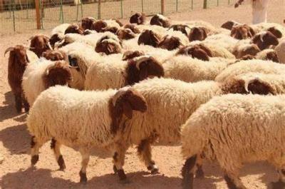 Title: Turks Sacrifice Over 3 Million Livestock During Eid