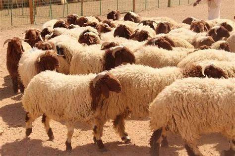 Title: Turks Sacrifice Over 3 Million Livestock During Eid